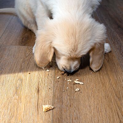 Ein süßer Hundewelpe frisst krümeliges Hundefutter auf einem hellbraunen Vinylboden