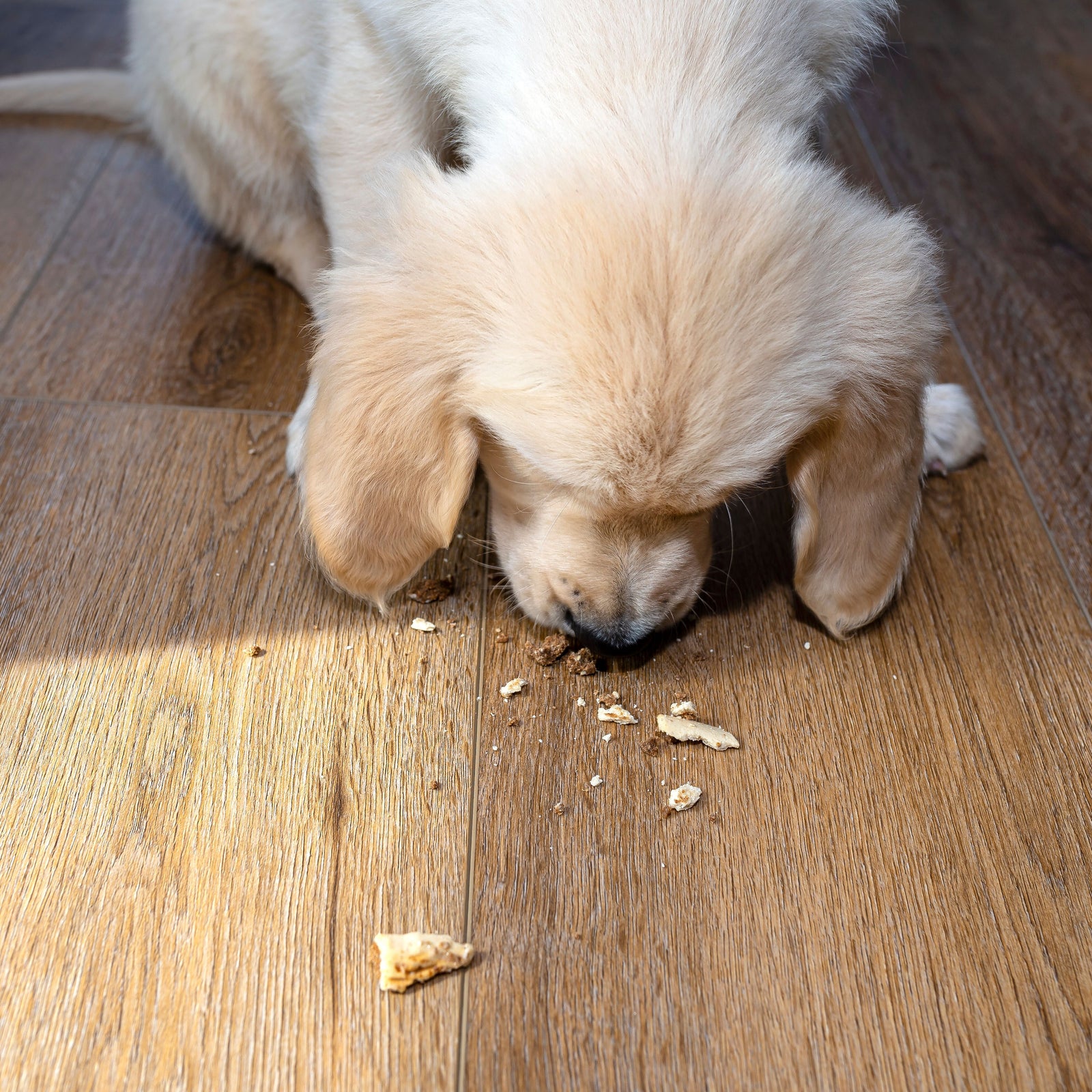 Ein süßer Hundewelpe frisst krümeliges Hundefutter auf einem hellbraunen Vinylboden